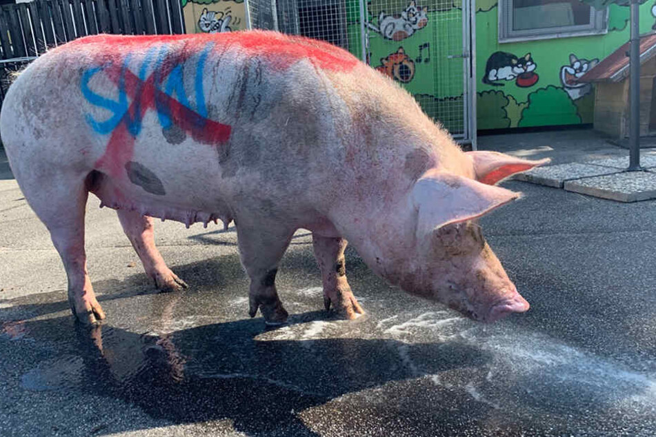 Ein Schwein wurde vor dem Derby zwischen dem 1. FC Kaiserslautern und Waldhof Mannheim mit Fußballparolen beschmiert und völlig erschöpft auf einem Sportplatz in Mannheim gefunden.