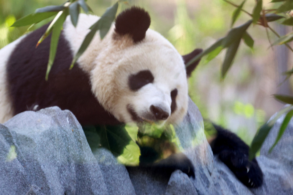 Xin Bao sits in the Panda Ridge enclosure at the San Diego Zoo in California.