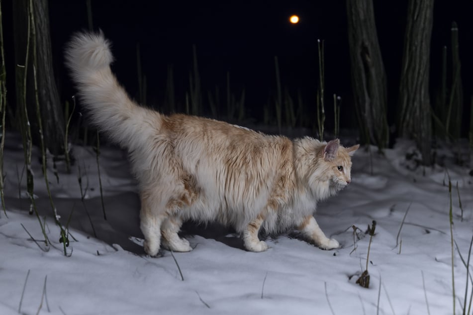 A relatively unknown breed, Norwegian Forest Cats deserve more love.