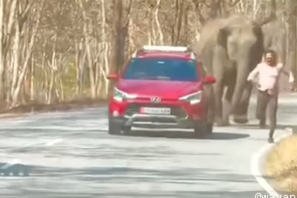 Männer wollen Foto mit Elefant schießen, der antwortet auf seine Art