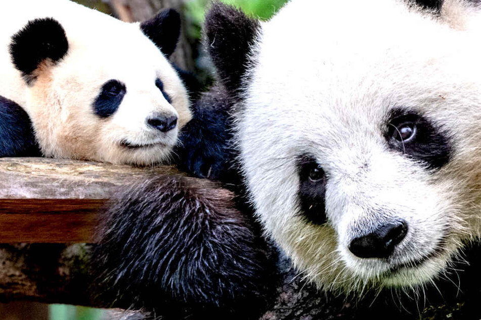 Panda-Dame Meng Meng (5, r.) und Männchen Jiao Qing (8) sollen Nachwuchs bekommen.