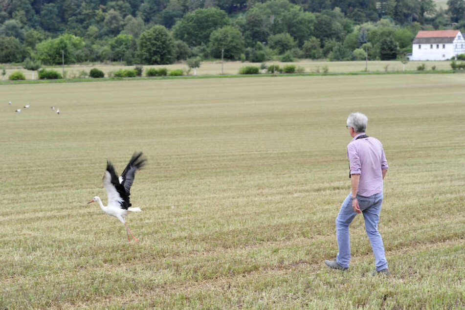 Aus der Schutzhaft in die Freiheit: Freudig macht sich der Jungstorch zu seinen Artgenossen auf.