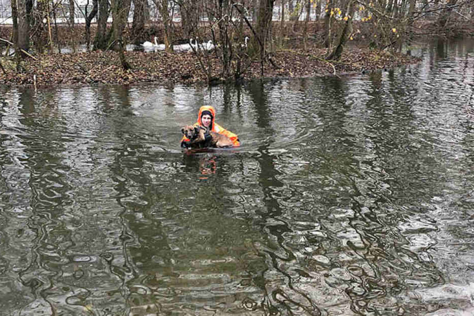 Mit einem Spezialanzug ausgerüstet, wagte sich ein Feuerwehrmann ins Wasser und begab sich zur Insel im Entenweiher.