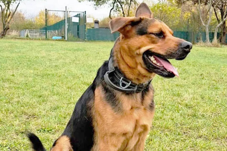 Jack wünscht ein Zuhause, das Erfahrung mit schweren Hunden hat.