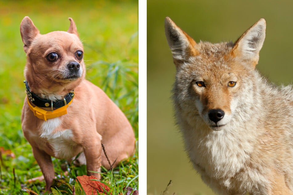 What do you get when a Chihuahua (l.) and Coyote (r) mix? A Coydog.