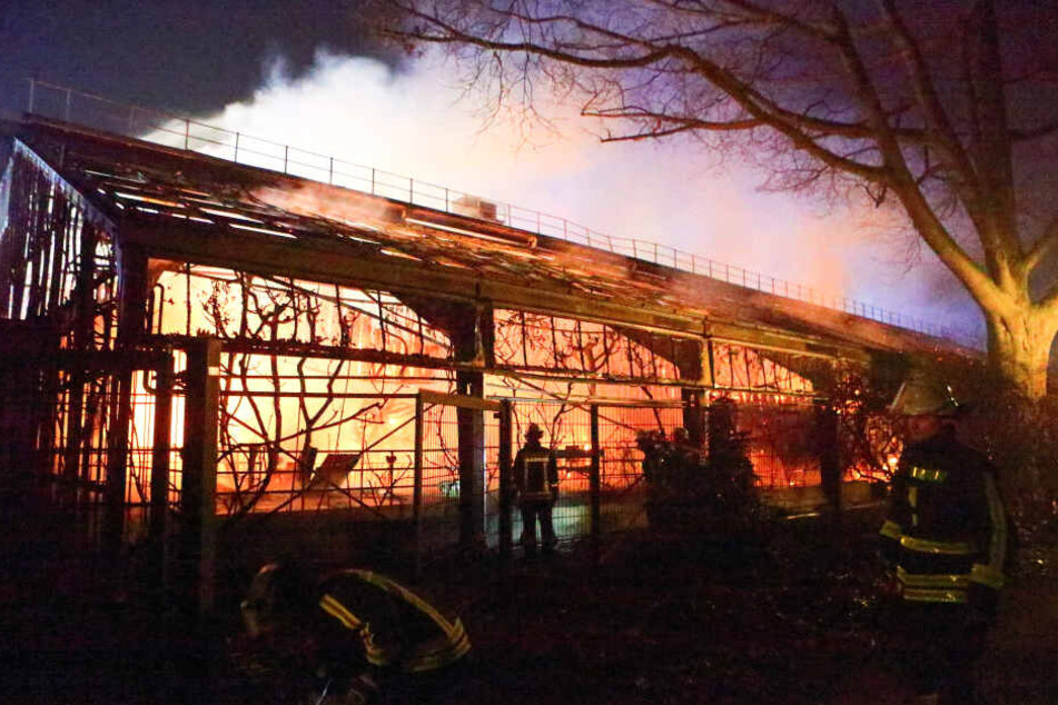 In der Nacht zum 1. Januar 2020 war das Affenhaus im Zoo Krefeld abgebrannt. Viele Affen starben qualvoll in den Flammen.