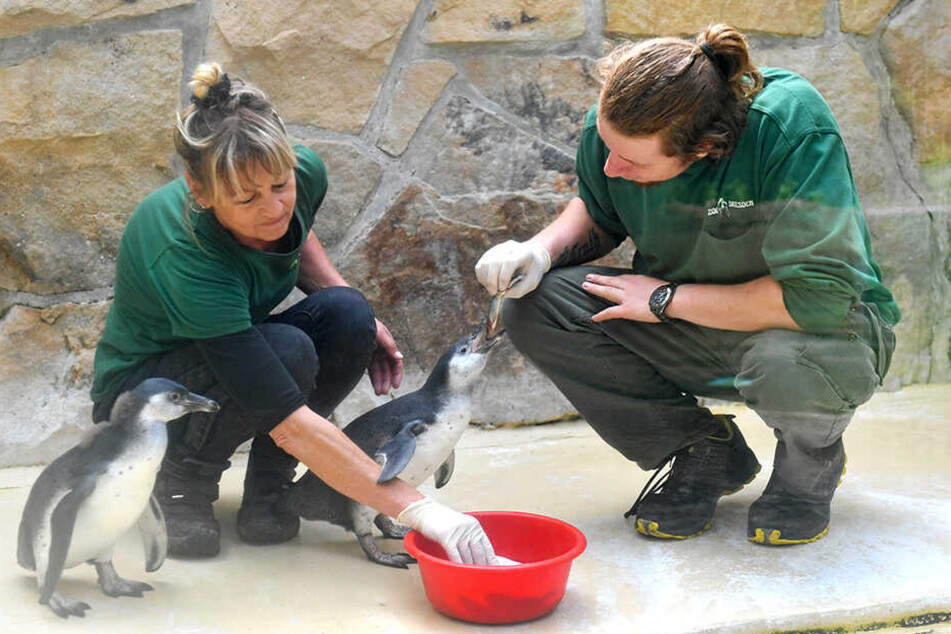Tierpflegerin Heike Thiergen (58) und Azubi Wolfgang Böhme (25) füttern die kleinen Pinguine mit Fisch.