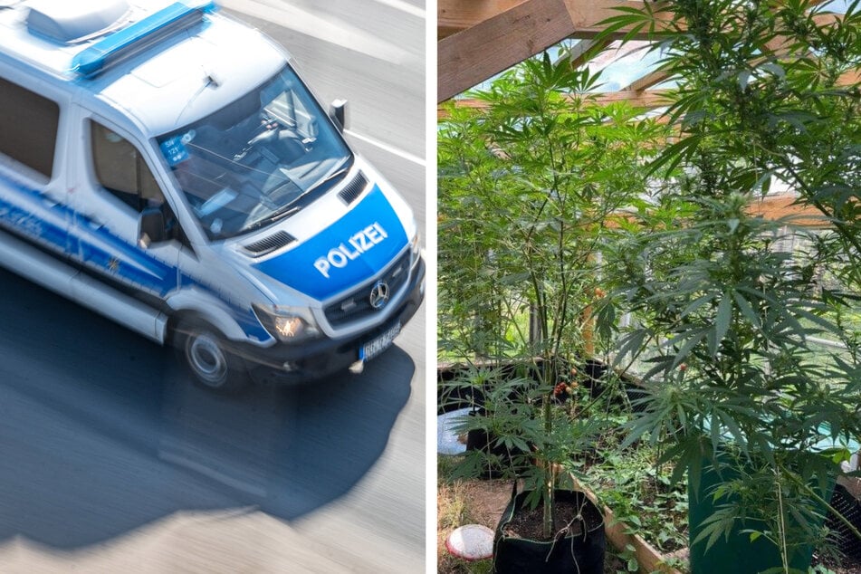 Polizei beschlagnahmt riesige Cannabispflanzen in Görlitz!