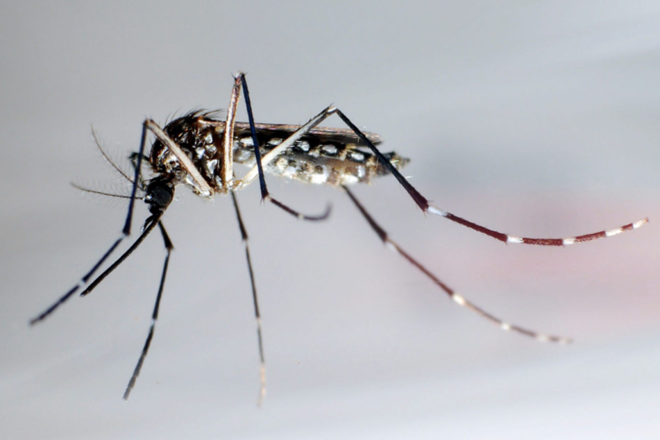 Der Moskito "Aedes aegypti" oder auch "Stegomyia aegypti" könnte bald auch bei uns heimisch werden.