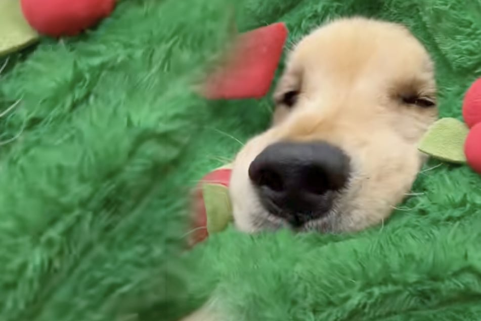 Golden Retriever no puede esperar la Navidad: lo que hace después hará latir los corazones.