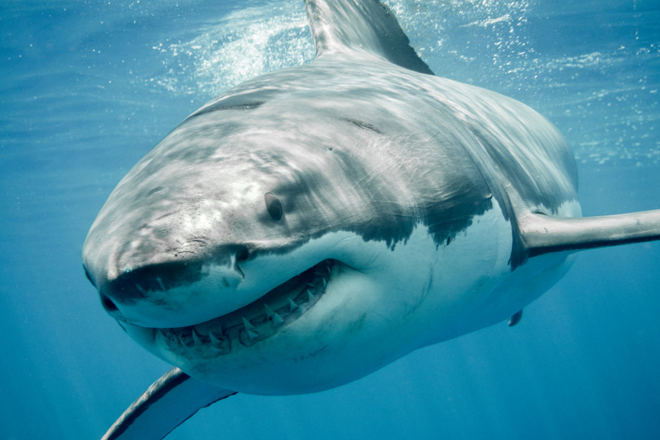 Die größten bekannten Weißen Haie wurden bis zu sechs Meter lang. Der Angreifer von Lovers-Point-Park fällt in diese Kategorie.