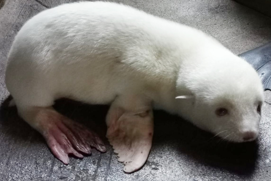 Im Tierpark Hagenbeck wurde das einzig bekannte Albino-Seebärenbaby der Welt geboren.