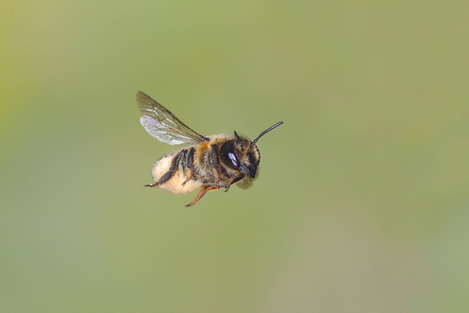 Neben der Honigbiene gibt es noch mehr als 560 Wildbienenarten in Deutschland!