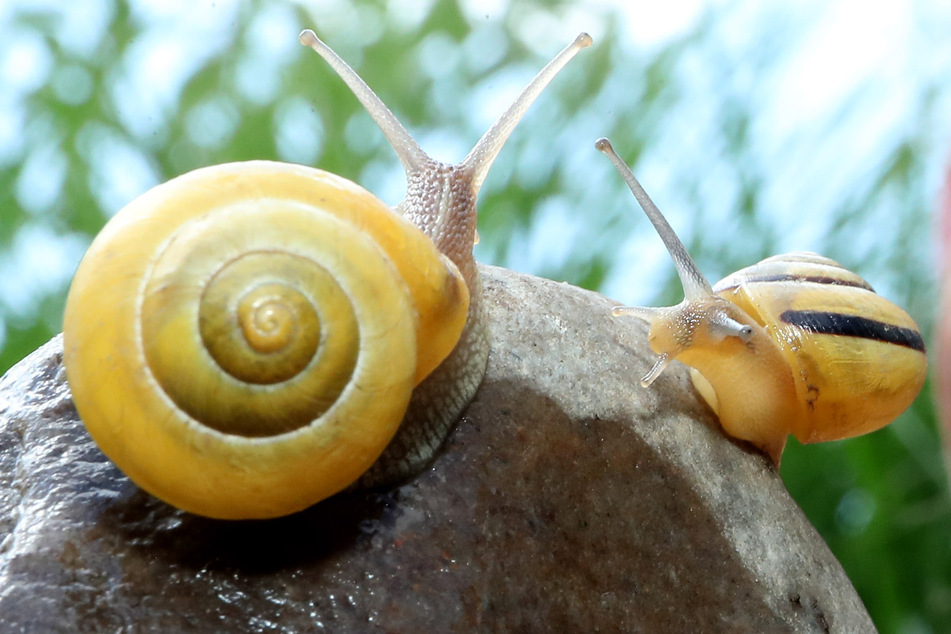 Schnecken können sich für den Menschen als sehr nützlich erweisen - wie, das erforschen Wissenschaftler aktuell in der Altmark.