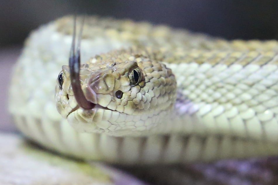 Verbot für gefährliche Gifttiere: Land NRW trifft Entscheidung