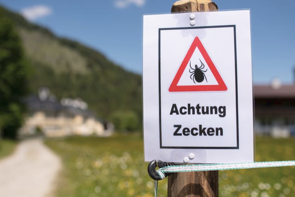 Ursache für die steigenden Zahlen ist aus Sicht der Experten vor allem der Klimawandel. (Symbolfoto)
