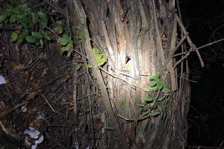 Die Unbekannten hatten die Holzscheite feinsäuberlich über dem Katzenbaby gestapelt.