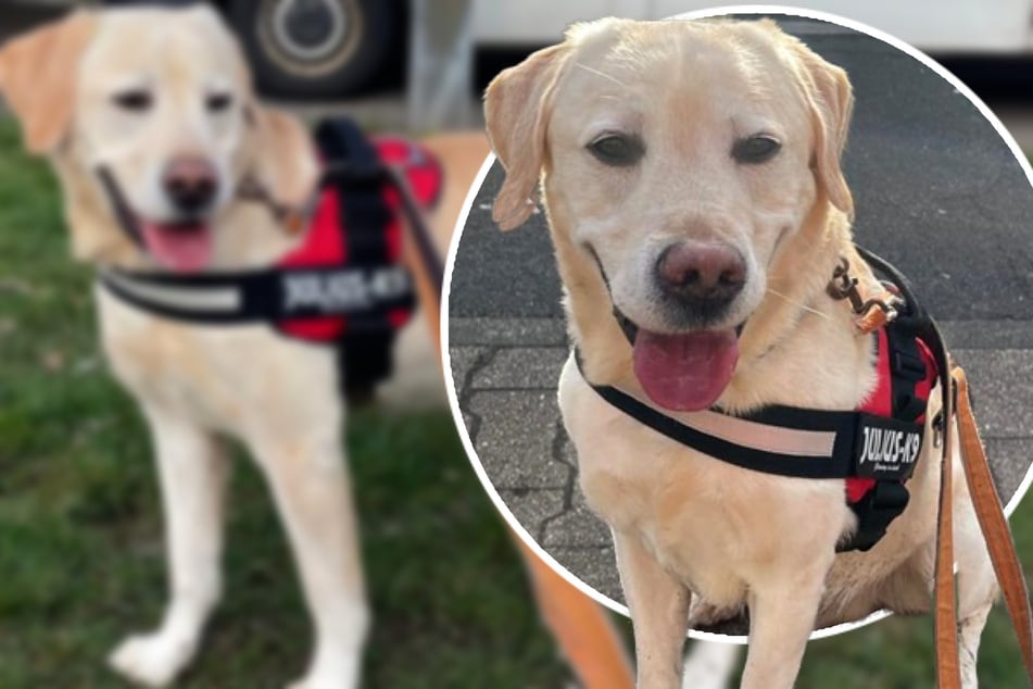 Er verlor traurigerweise sein Herrchen, jetzt hofft der freundliche Labrador auf eine zweite Chance