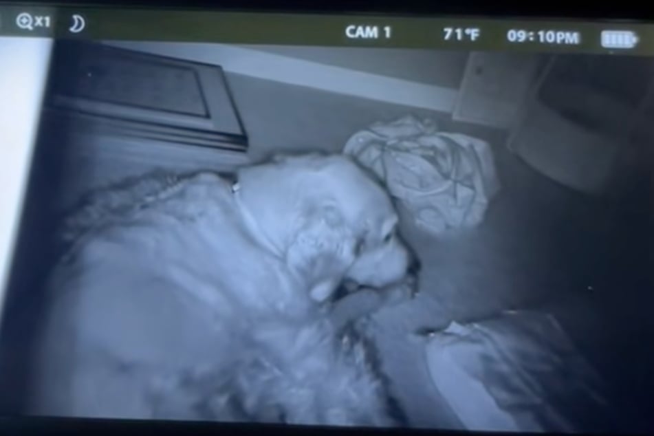 Golden Retriever Boomer wollte das Baby unbedingt beschützen, hatte sich ins Kinderzimmer geschlichen.