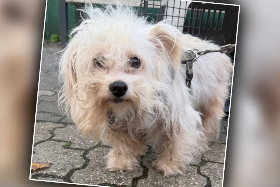 Um den kleinen Bobby wurde sich schon seit Langem nicht mehr gekümmert. Bei seiner Ankunft im Tierheim war er völlig verwahrlost.