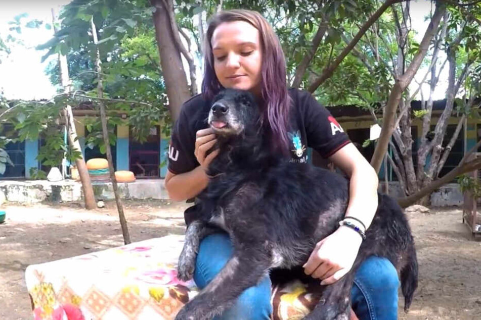 Verletzer Hund legt sich zum Sterben hin, doch es kommt anders TAG24