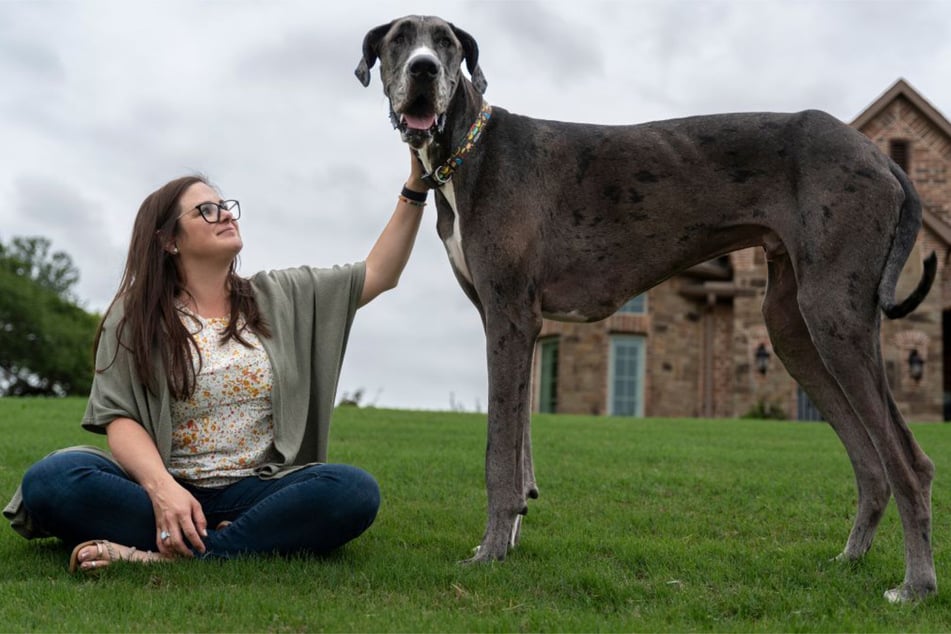 What is the tallest dog in the world?