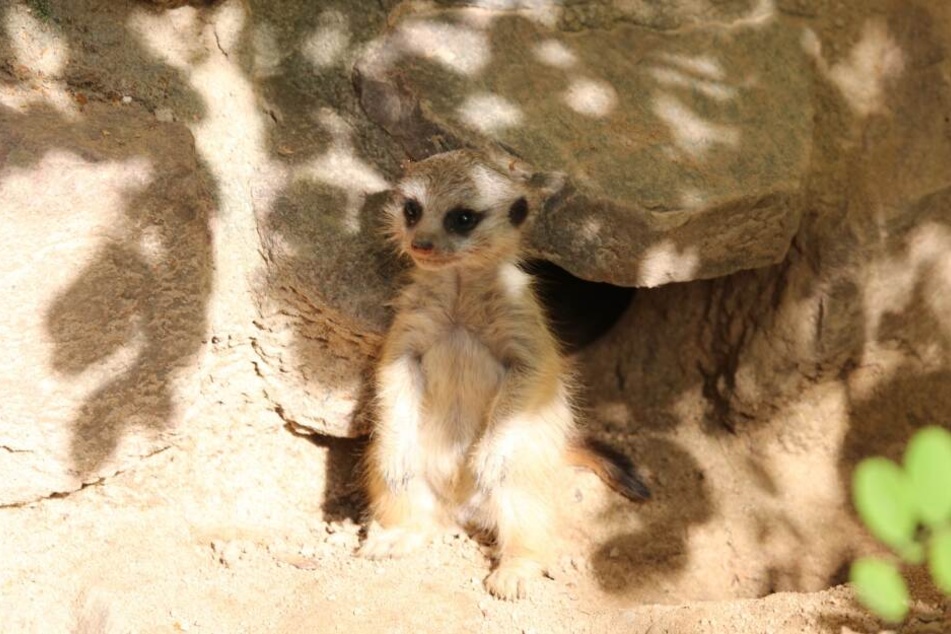 Das Baby-Erdmännchen genießt die Sonne im Gehege.