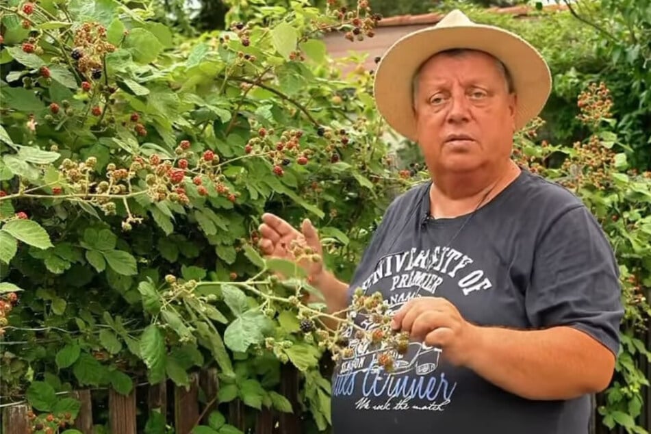 Wenn die stacheligen Triebe über den Zaun hinauswachsen, besteht Verletzungsgefahr.