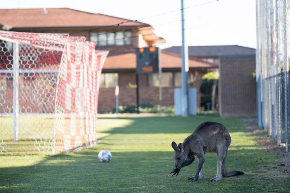 Ein Känguru hüpfte bei der Begegnung der Mannschaften Belconnen United und der FC Canberra auf den Platz.