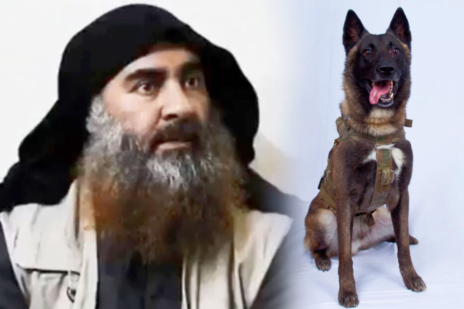 Terrorist Abu Bakr al-Bagdadi wurde von diesem Hund in den Tod getrieben.