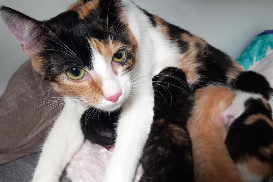 Diese Mama-Katze wurde am Donnerstag gemeinsam mit ihren vier Kitten beim Tierheim Bergheim abgegeben.
