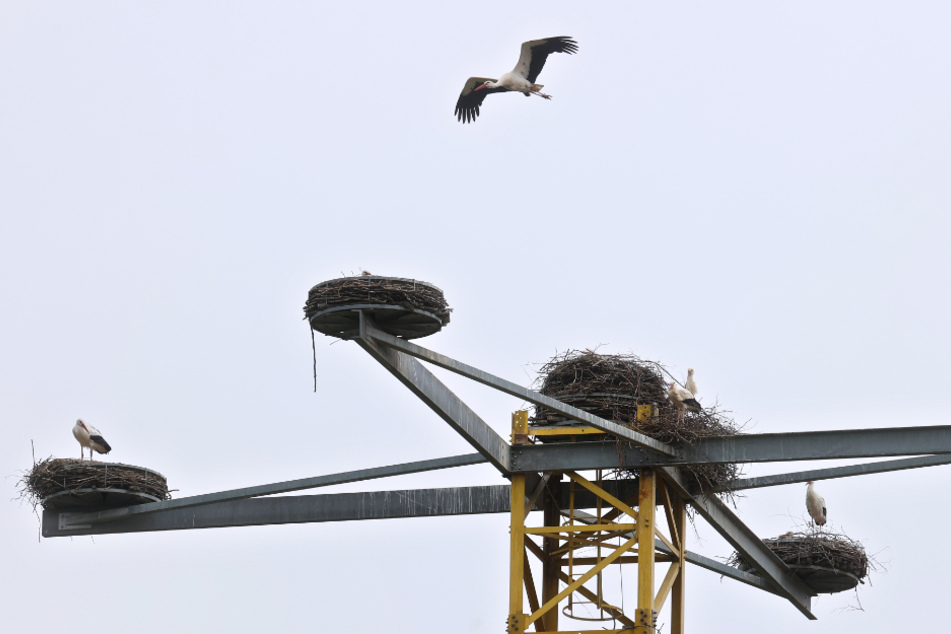 Störche nisten auf Auslegern, die an einem Kranturm befestigt sind. Der von einem Bauunternehmen errichtete Storchenmast wird derzeit von mehr als ein Dutzend Weißstörchen bewohnt.