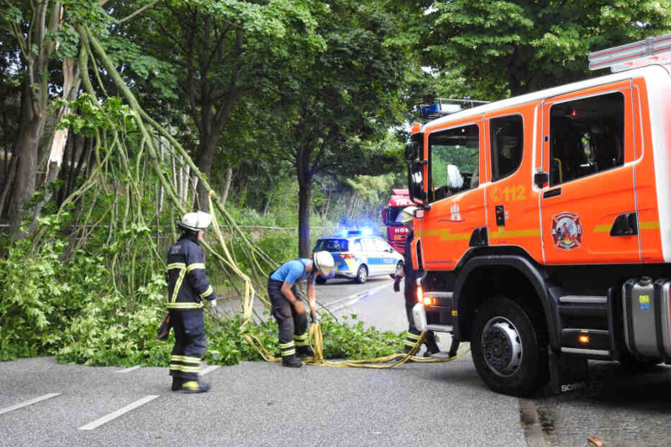 Die Einsatzkräfte bergen einen umgeknickten Baum von der Straße.