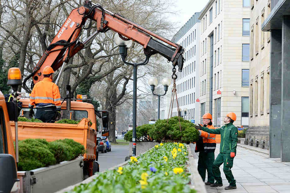 Die Frühblüher-Saison ist vorbei. Die alten Zwiebeln werden nächste Woche verschenkt.