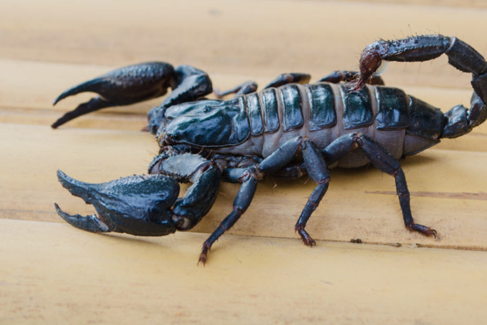 Der ausgebüxte Skorpion hatte es sich im Treppenhaus gemütlich gemacht. (Symbolbild)