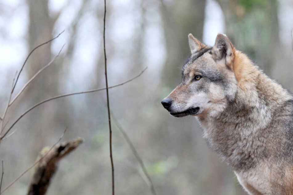 74 Welpen im vergangenen Jahr: Wölfe breiten sich in Sachsen weiter aus
