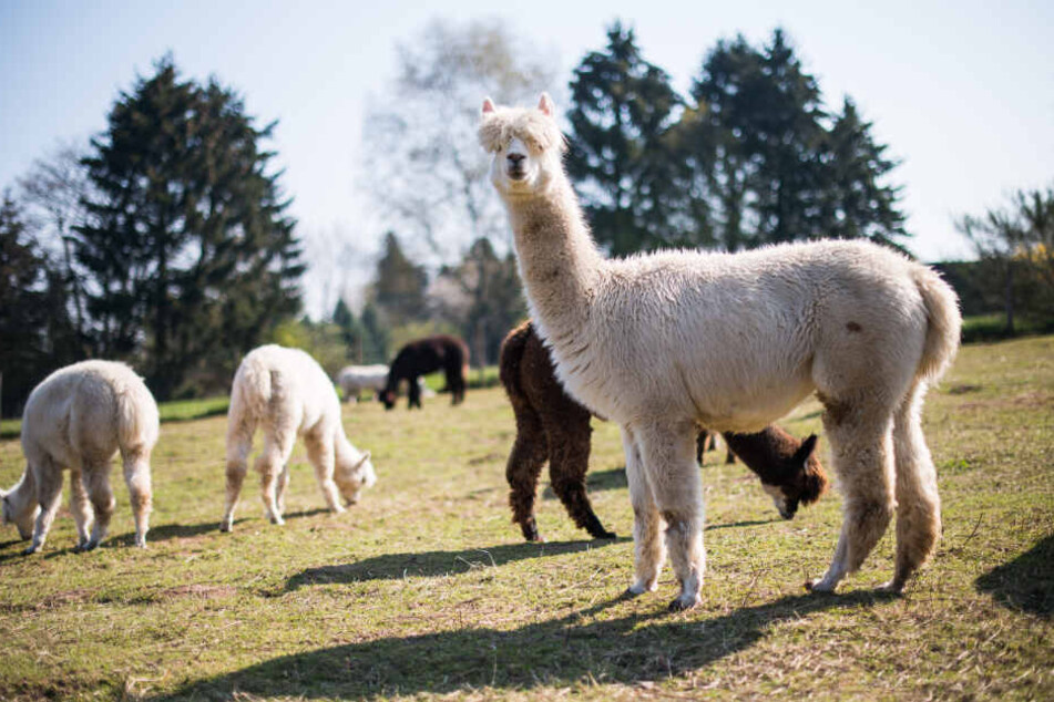 Mit Alpakas kann man die Wege um die Leuchtenburg erkunden.