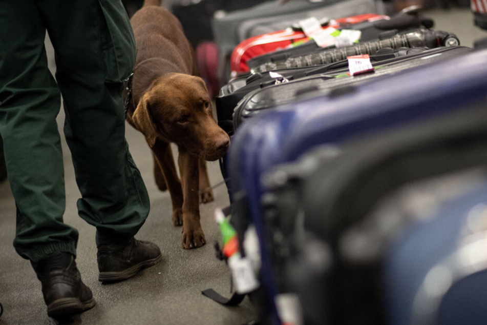 Bisher setzt die Polizei bei der Drogensuche vor allem auf Spürhunde (Symbolbild).