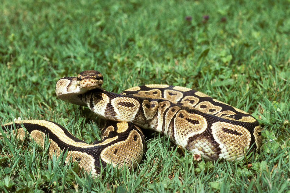 A python nearly 10 feet long dragged a boy into a pool in Australia on Friday (stock image).