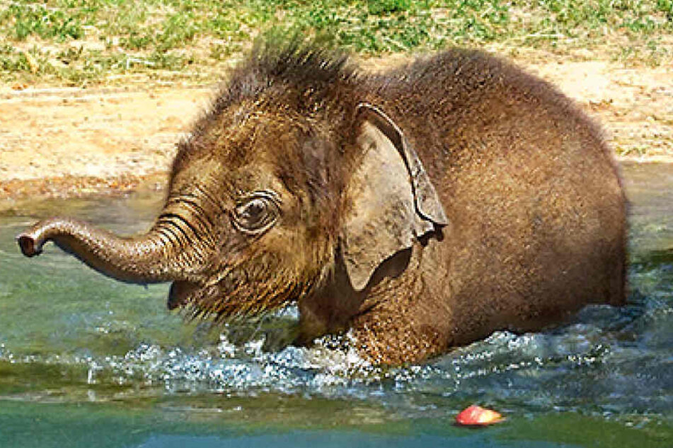 Das kleine Elefantenjungtier Bền Lòng freut sich über Abkühlung bei den heißen Temperaturen.