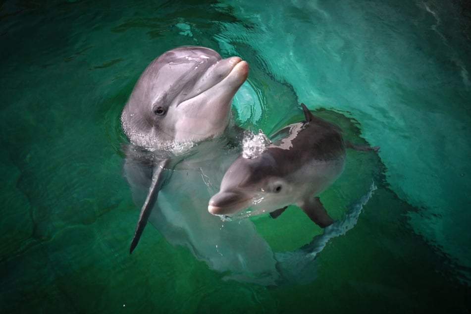 Ein Delfin-Weibchen schwimmt mit ihrem Neugeborenen im Becken des Duisburger Zoos. Das weibliche Jungtier kam Ende September zur Welt.