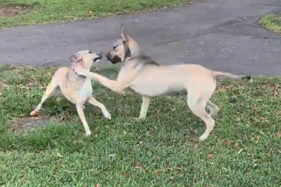 Die gleichaltrigen Fellnasen konnten ihr Glück kaum fassen, als sie im Hundepark aufeinandertrafen.