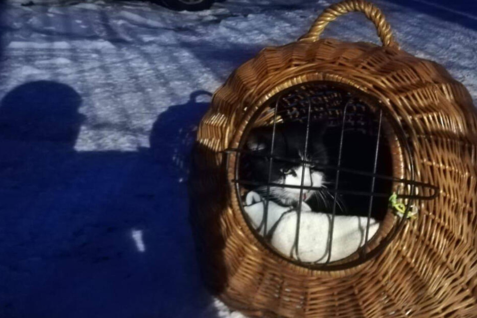 So wurde der Kater vor dem Tierheim ausgesetzt.