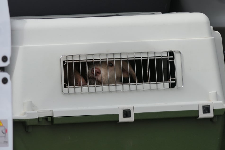 Die Hunde hoffen auf ein besseres Leben.