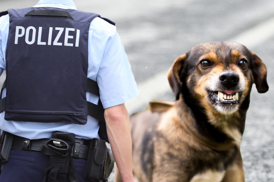 Streunende Hunde auf der A5 beschäftigen regelmäßig die Polizei (Symbolbild).