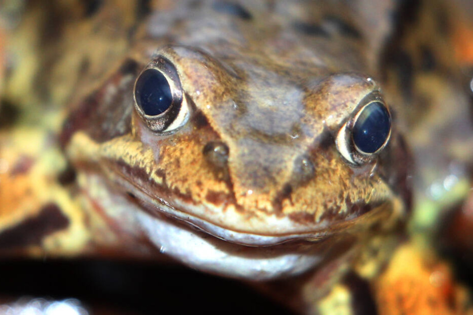 Ein Grasfrosch sitzt in einem Wald auf dem Boden. Der Klimawandel macht den Wassertieren in Bayern zunehmend das Leben schwer.