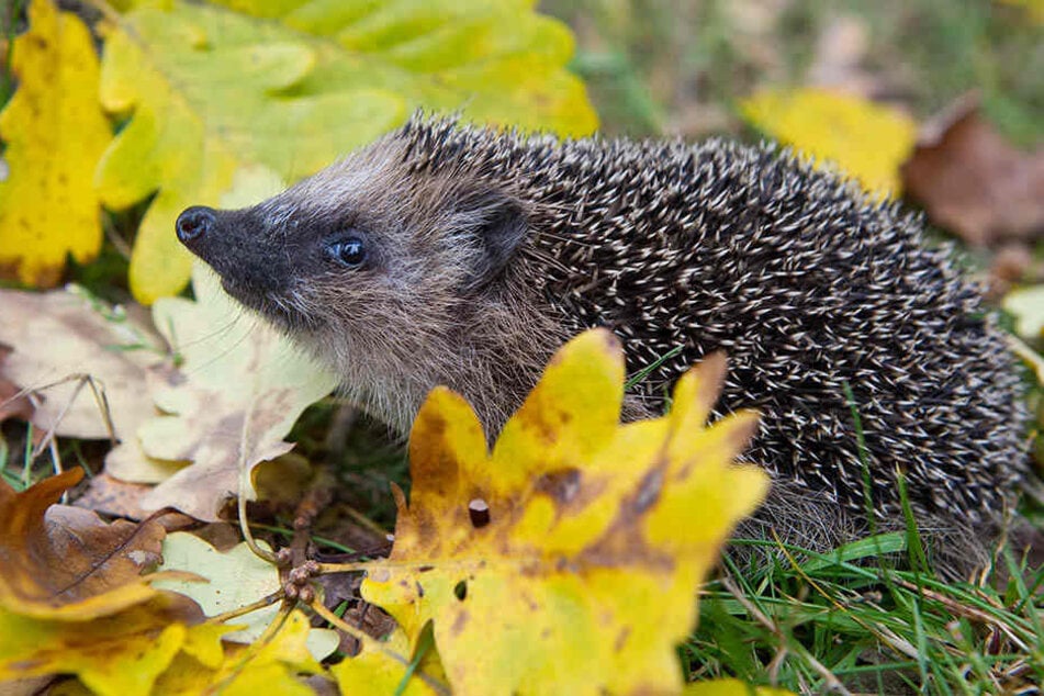 Wer seinen Garten auf Vordermann bringen will, sollte "schlummernde" Igel nicht in Gefahr bringen.