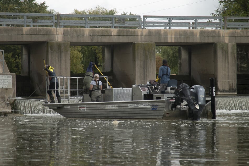 A Fisheries and Oceans Canada team patrols the Grand River in Dunnville, Ontario, in search of invasive Grass Carp specimens on September 25, 2025.