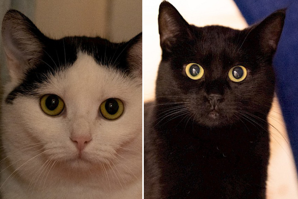 Schüchterne Katzen sind verzweifelt: Keiner will Hedwig und Maya haben