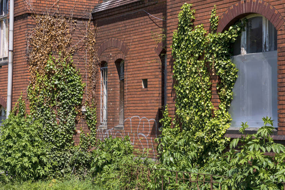 Die Natur erobert sich das Haus zurück, Efeu rankt an der Klinker-Wand.